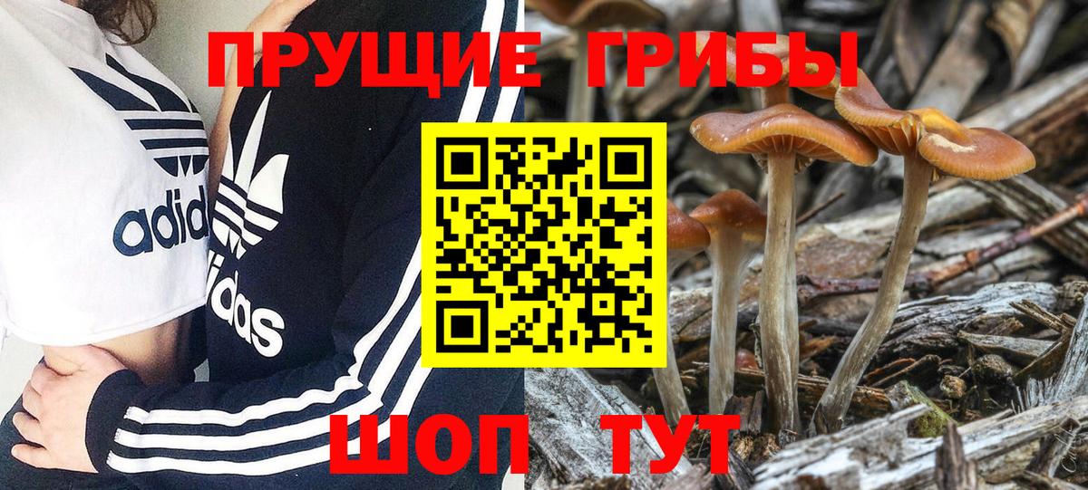 Псилоцибиновые грибы мицелий  Вход с VPN  Тамбов 
